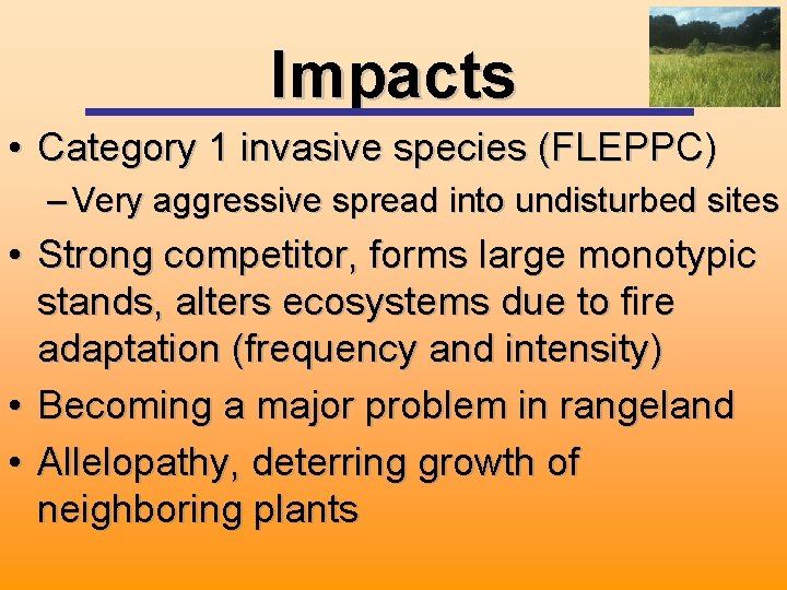 Impacts • Category 1 invasive species (FLEPPC) – Very aggressive spread into undisturbed sites