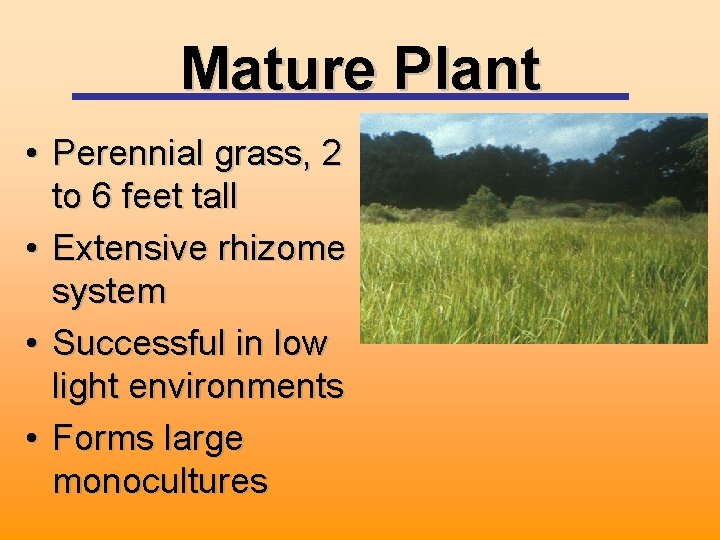 Mature Plant • Perennial grass, 2 to 6 feet tall • Extensive rhizome system