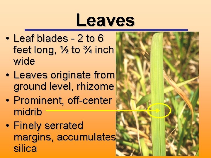 Leaves • Leaf blades - 2 to 6 feet long, ½ to ¾ inch