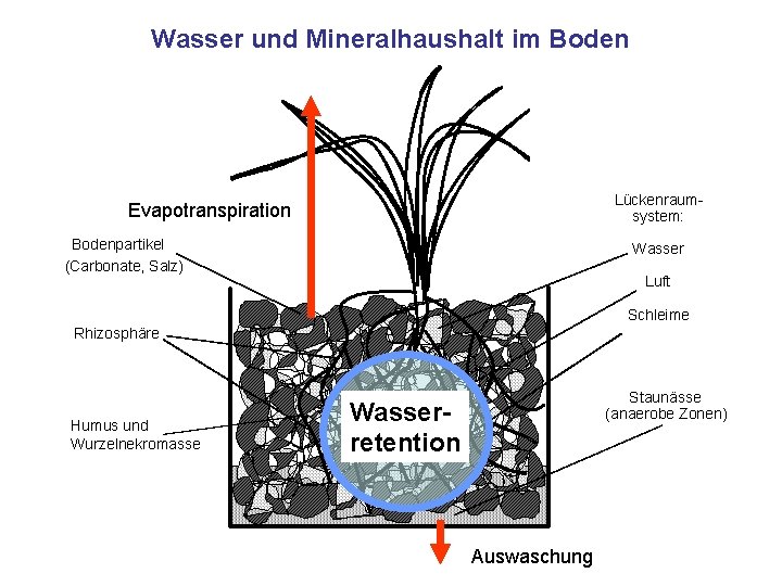 Wasser und Mineralhaushalt im Boden Lückenraumsystem: Evapotranspiration Bodenpartikel (Carbonate, Salz) Wasser Luft Schleime Rhizosphäre
