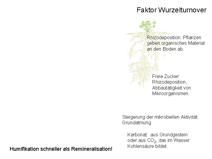 Faktor Wurzelturnover Rhizodeposition: Pflanzen geben organisches Material an den Boden ab. Freie Zucker: Rhizodeposition,