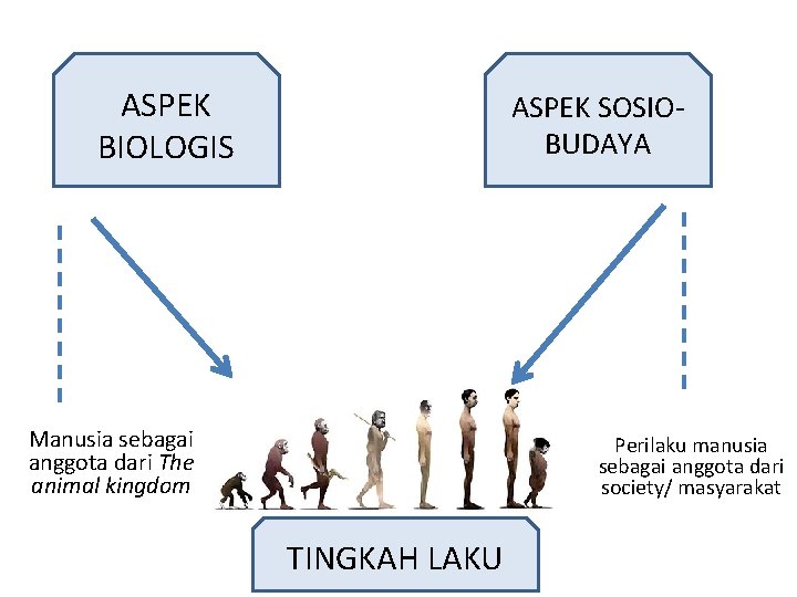 ASPEK BIOLOGIS ASPEK SOSIOBUDAYA Manusia sebagai anggota dari The animal kingdom Perilaku manusia sebagai