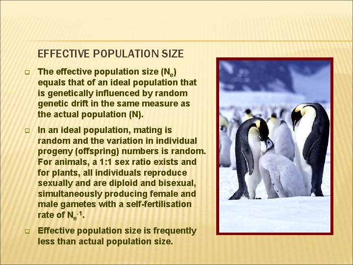 EFFECTIVE POPULATION SIZE q The effective population size (Ne) equals that of an ideal