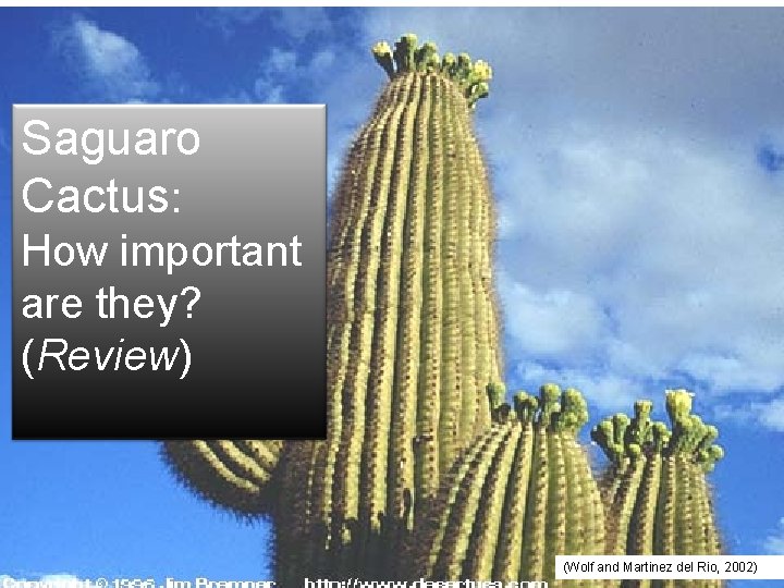 Saguaro Cactus: How important are they? (Review) (Wolf and Martinez del Rio, 2002) 
