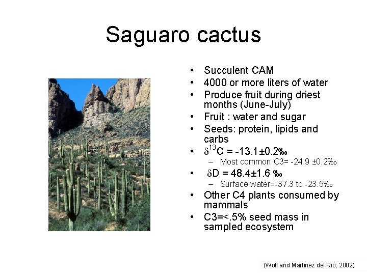 Saguaro cactus • Succulent CAM • 4000 or more liters of water • Produce