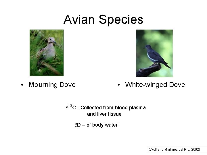 Avian Species • Mourning Dove • White-winged Dove 13 C - Collected from blood