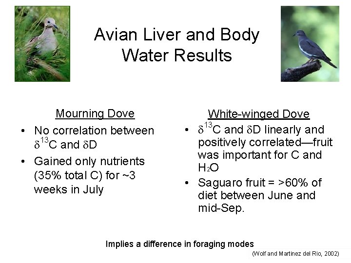 Avian Liver and Body Water Results Mourning Dove • No correlation between 13 C