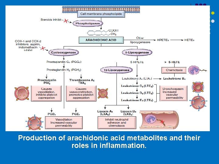 Production of arachidonic acid metabolites and their roles in inflammation. 