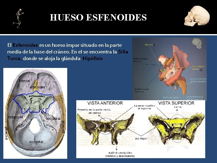 HUESO ESFENOIDES El Esfenoides es un hueso impar situado en la parte media de