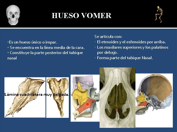 HUESO VOMER • Es un hueso único o impar. • Se encuentra en la