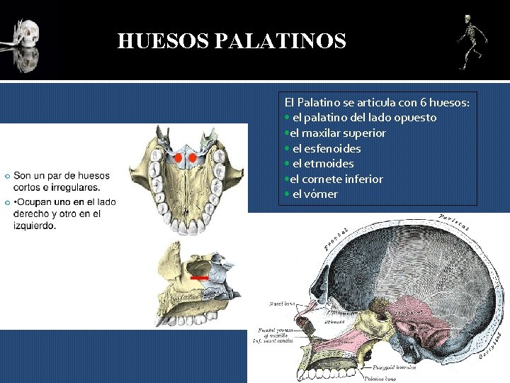 HUESOS PALATINOS El Palatino se articula con 6 huesos: • el palatino del lado