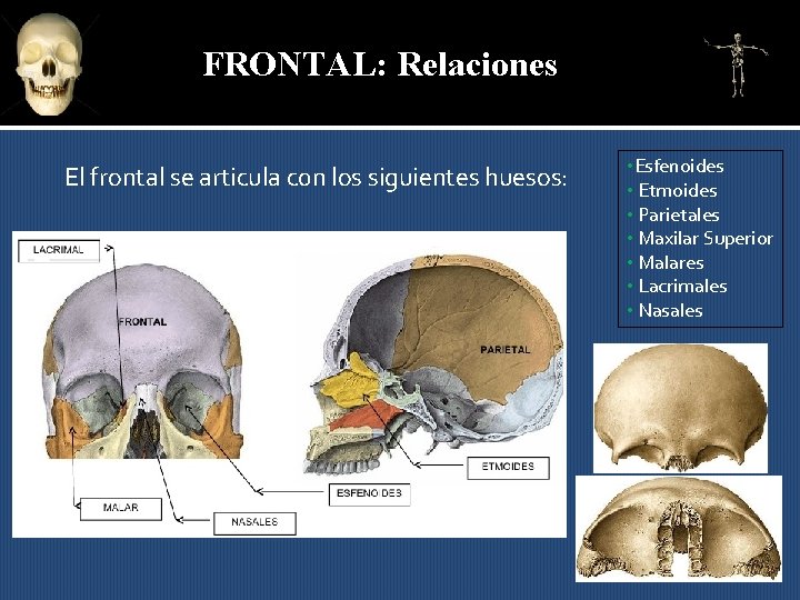 FRONTAL: Relaciones El frontal se articula c 0 n los siguientes huesos: • Esfenoides
