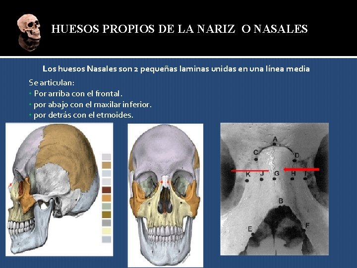 HUESOS PROPIOS DE LA NARIZ O NASALES Los huesos Nasales son 2 pequeñas laminas