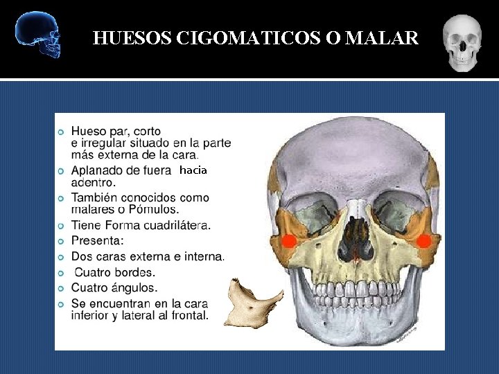 HUESOS CIGOMATICOS O MALAR hacia 