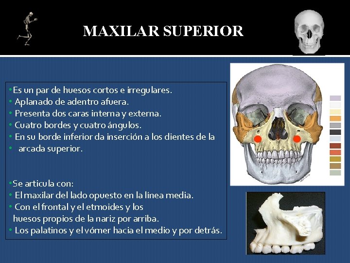 MAXILAR SUPERIOR • Es un par de huesos cortos e irregulares. • Aplanado de