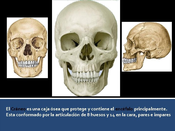 El Cráneo es una caja ósea que protege y contiene el encéfalo principalmente. Esta