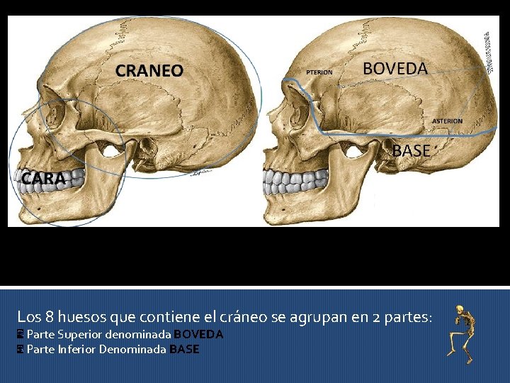 Cara externa Los 8 huesos que contiene el cráneo se agrupan en 2 partes: