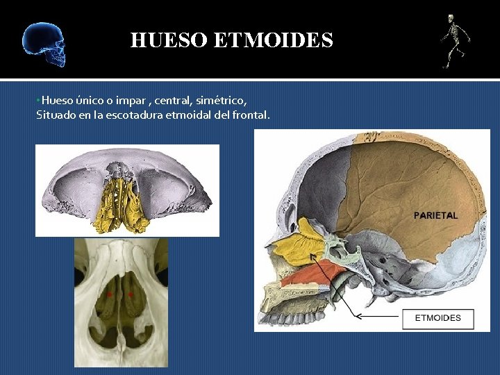 HUESO ETMOIDES • Hueso único o impar , central, simétrico, Situado en la escotadura