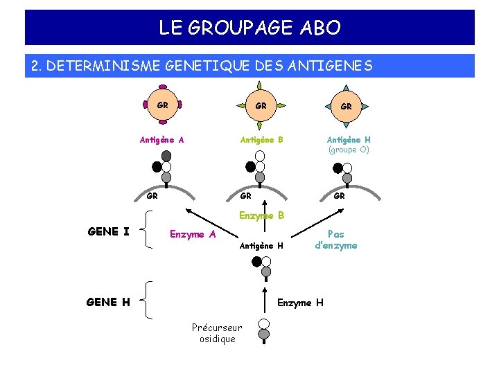 LE GROUPAGE ABO 2. DETERMINISME GENETIQUE DES ANTIGENES GR GR GR Antigène A Antigène