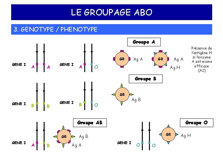 LE GROUPAGE ABO 3. GENOTYPE / PHENOTYPE Groupe A GR GENE I A Ag