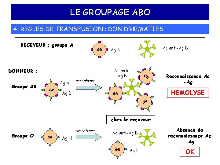 LE GROUPAGE ABO 4. REGLES DE TRANSFUSION : DON D’HEMATIES RECEVEUR : groupe A