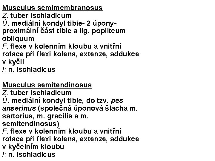 Musculus semimembranosus Z: tuber ischiadicum Ú: mediální kondyl tibie- 2 úpony- proximální část tibie