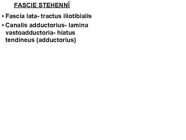 FASCIE STEHENNÍ • Fascia lata- tractus iliotibialis • Canalis adductorius- lamina vastoadductoria- hiatus tendineus