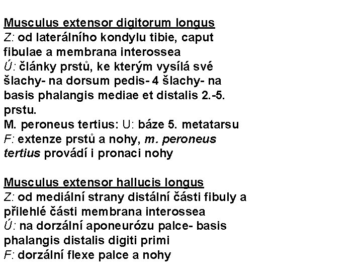 Musculus extensor digitorum longus Z: od laterálního kondylu tibie, caput fibulae a membrana interossea