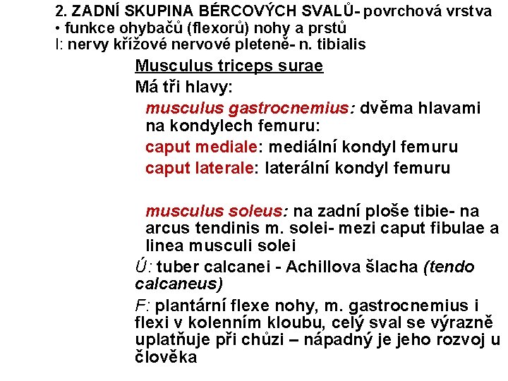 2. ZADNÍ SKUPINA BÉRCOVÝCH SVALŮ- povrchová vrstva • funkce ohybačů (flexorů) nohy a prstů