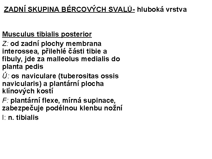 ZADNÍ SKUPINA BÉRCOVÝCH SVALŮ- hluboká vrstva Musculus tibialis posterior Z: od zadní plochy membrana