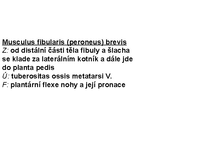 Musculus fibularis (peroneus) brevis Z: od distální části těla fibuly a šlacha se klade