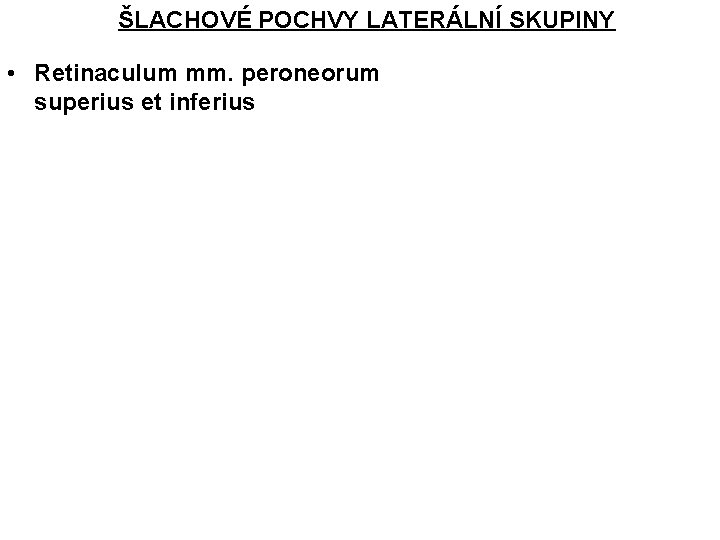 ŠLACHOVÉ POCHVY LATERÁLNÍ SKUPINY • Retinaculum mm. peroneorum superius et inferius 