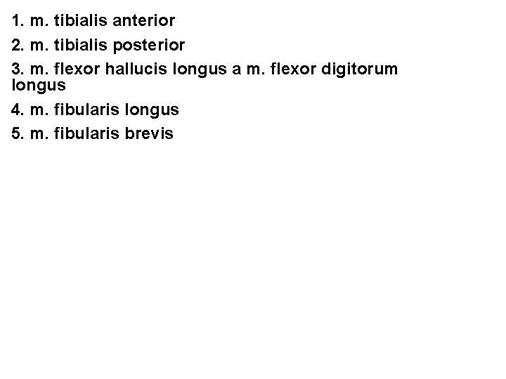 1. m. tibialis anterior 2. m. tibialis posterior 3. m. flexor hallucis longus a