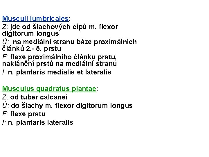 Musculi lumbricales: Z: jde od šlachových cípů m. flexor digitorum longus Ú: na mediální