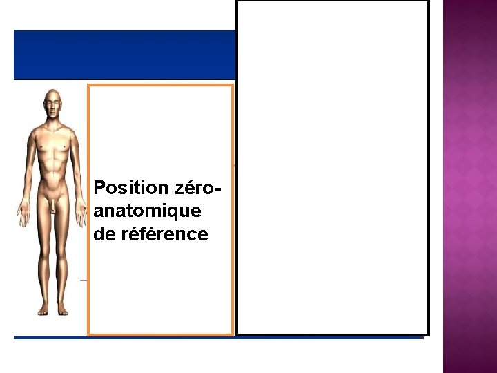 Position zéroanatomique de référence 