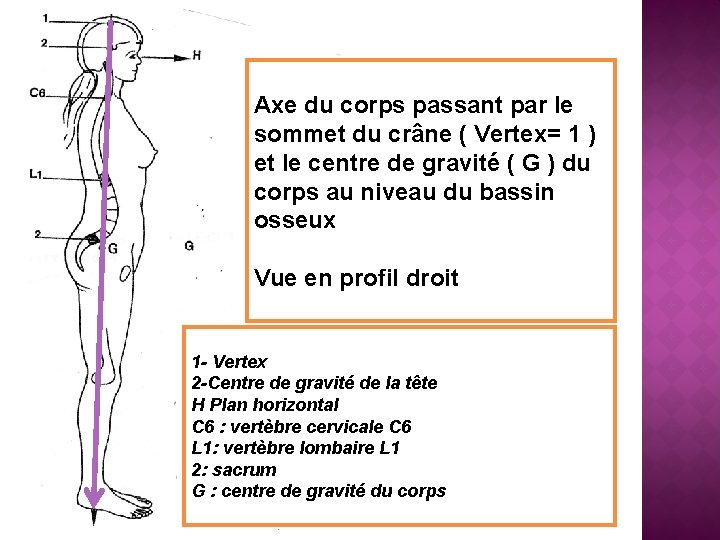 Axe du corps passant par le sommet du crâne ( Vertex= 1 ) et