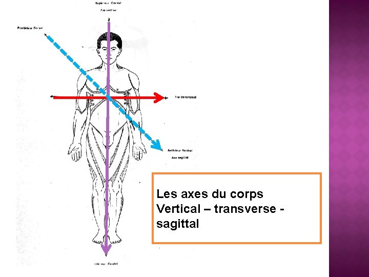 Les axes du corps Vertical – transverse sagittal 