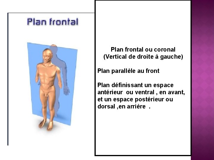 Plan frontal ou coronal (Vertical de droite à gauche) Plan parallèle au front Plan