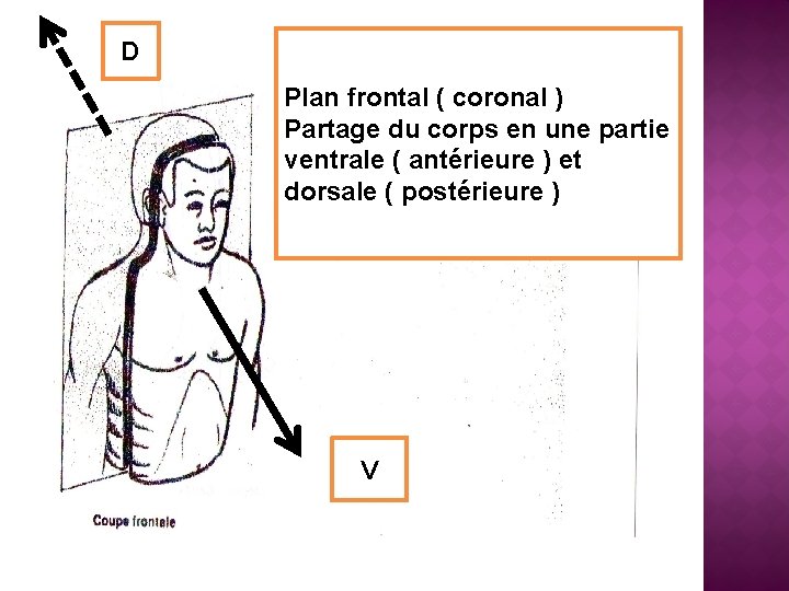 D Plan frontal ( coronal ) Partage du corps en une partie ventrale (