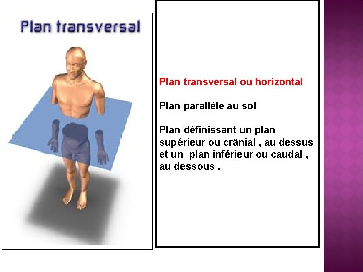 Plan transversal ou horizontal Plan parallèle au sol Plan définissant un plan supérieur ou