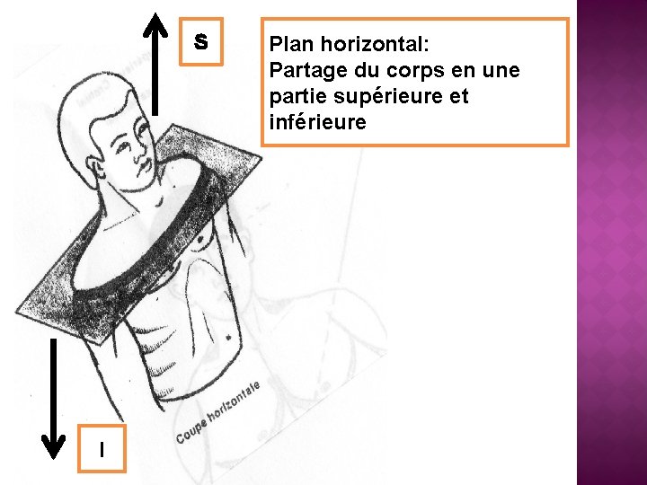 S I Plan horizontal: Partage du corps en une partie supérieure et inférieure 