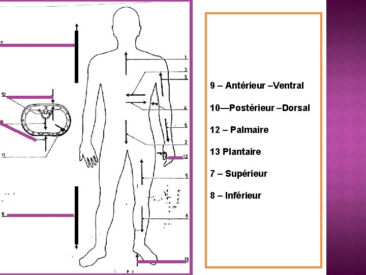 9 – Antérieur –Ventral 10—Postérieur –Dorsal 12 – Palmaire 13 Plantaire 7 – Supérieur