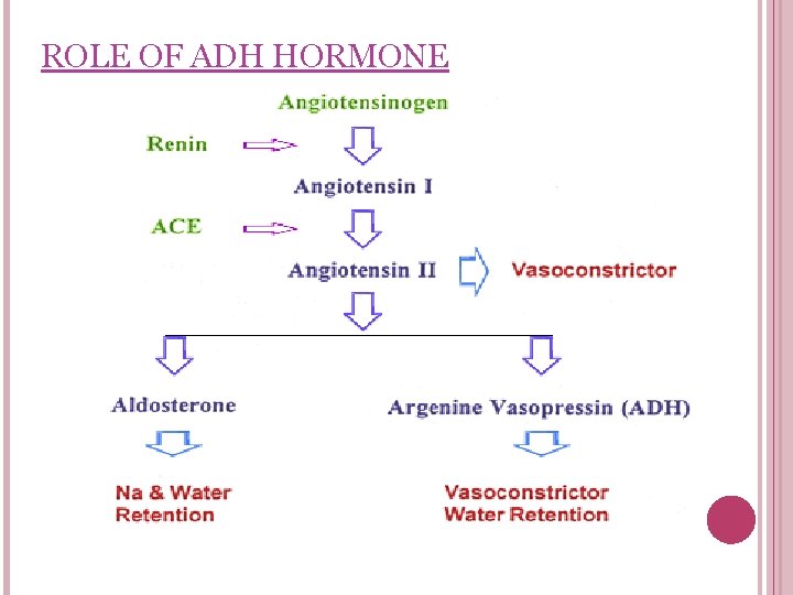 ROLE OF ADH HORMONE 