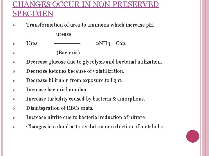 CHANGES OCCUR IN NON PRESERVED SPECIMEN Ø Transformation of urea to ammonia which increase