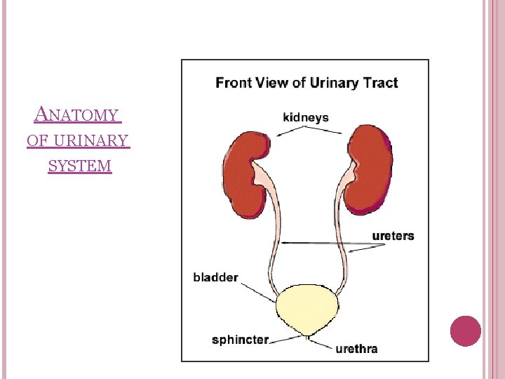 ANATOMY OF URINARY SYSTEM 