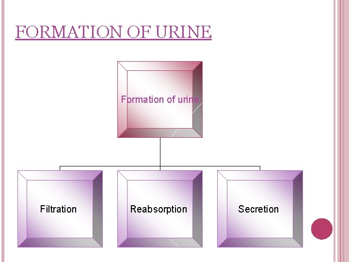 FORMATION OF URINE Formation of urine Filtration Reabsorption Secretion 