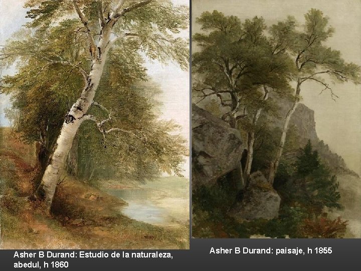 Asher B Durand: Estudio de la naturaleza, abedul, h 1860 Asher B Durand: paisaje,