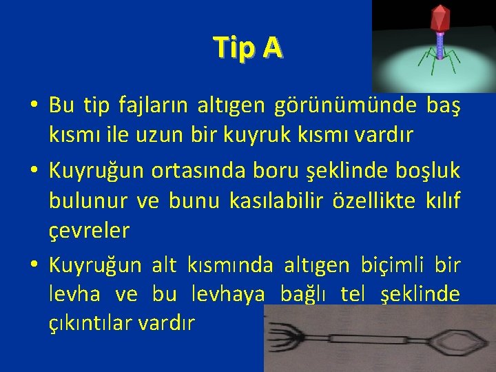 Tip A • Bu tip fajların altıgen görünümünde baş kısmı ile uzun bir kuyruk