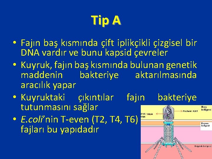 Tip A • Fajın baş kısmında çift iplikçikli çizgisel bir DNA vardır ve bunu