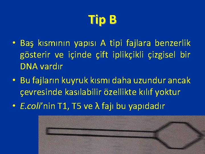 Tip B • Baş kısmının yapısı A tipi fajlara benzerlik gösterir ve içinde çift